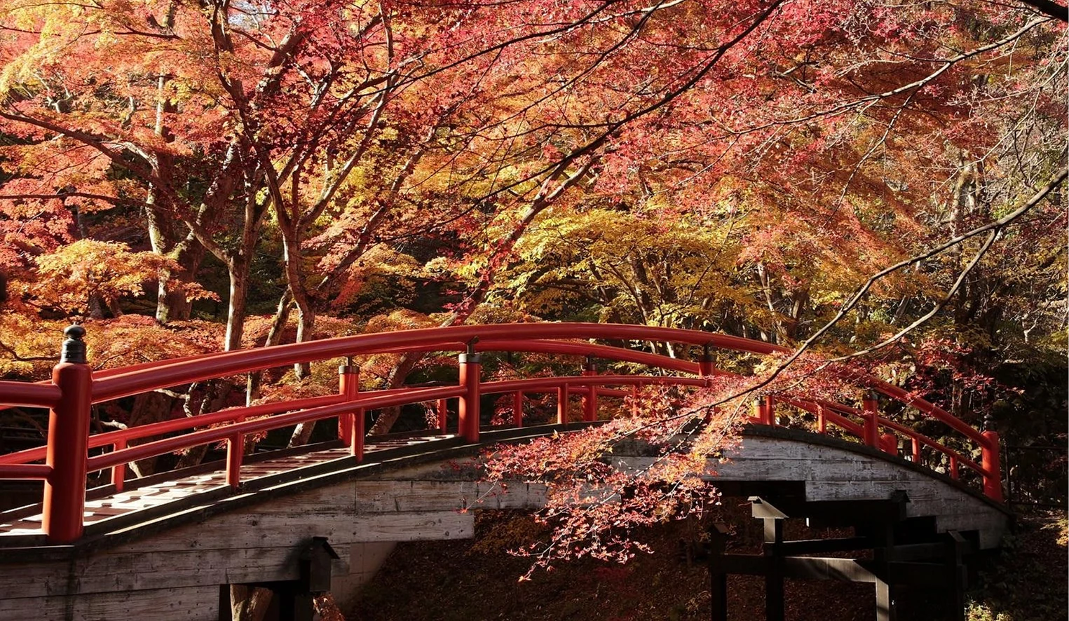 伊香保河鹿橋紅葉與朱紅橋身景色
